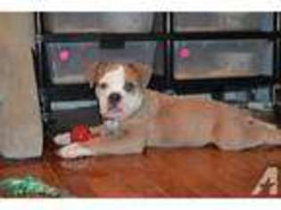 Olde English Bulldogge Puppy for sale in SPRING GROVE, IL, USA