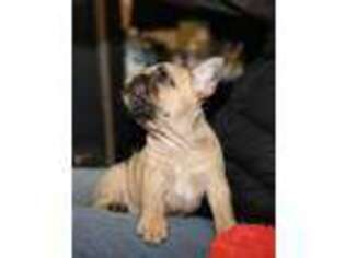 French Bulldog Puppy for sale in Davis, CA, USA