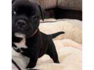 Staffordshire Bull Terrier Puppy for sale in Princeton, MN, USA
