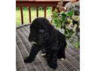 Labradoodle Puppy for sale in Highlandville, MO, USA