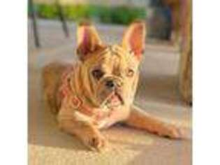 French Bulldog Puppy for sale in Aurora, CO, USA