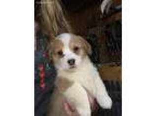 Pembroke Welsh Corgi Puppy for sale in Fieldon, IL, USA