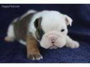Bulldog Puppy for sale in Athens, TN, USA