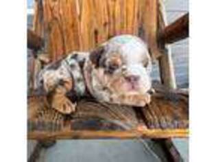 Bulldog Puppy for sale in West Plains, MO, USA