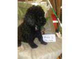 Labradoodle Puppy for sale in San Andreas, CA, USA