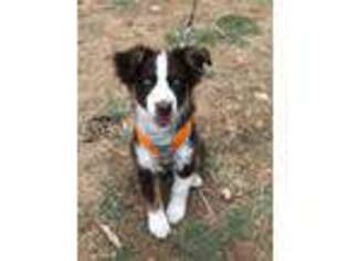 Australian Shepherd Puppy for sale in Jefferson City, TN, USA