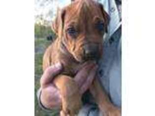 Rhodesian Ridgeback Puppy for sale in Martin, TN, USA