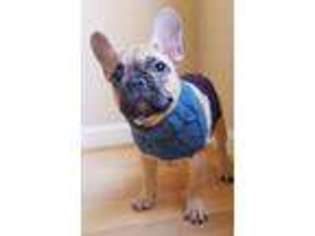 French Bulldog Puppy for sale in Fayetteville, NC, USA