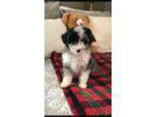 Mutt Puppy for sale in Mooresboro, NC, USA