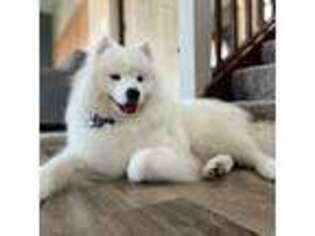Samoyed Puppy for sale in Coon Rapids, MN, USA