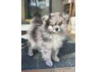 Pomeranian Puppy for sale in Rolla, MO, USA