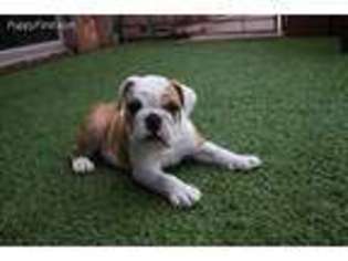 Bulldog Puppy for sale in Chandler, AZ, USA