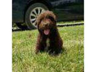 Newfoundland Puppy for sale in Findlay, OH, USA