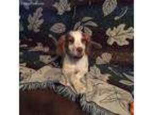 Brittany Puppy for sale in Easley, SC, USA