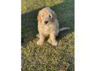 Goldendoodle Puppy for sale in Lyons, GA, USA