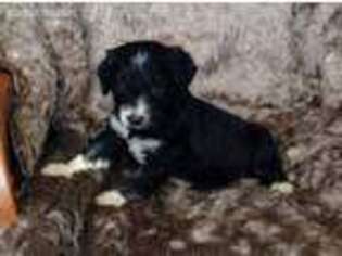 Mutt Puppy for sale in Blair, WI, USA