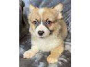 Pembroke Welsh Corgi Puppy for sale in Truckee, CA, USA