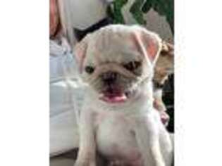Pug Puppy for sale in Novelty, OH, USA