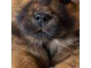Rhodesian Ridgeback Puppy for sale in Mesa, AZ, USA
