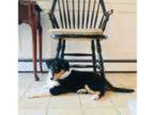 Collie Puppy for sale in Southbury, CT, USA