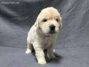 Golden Retriever Puppy for sale in Odessa, MO, USA