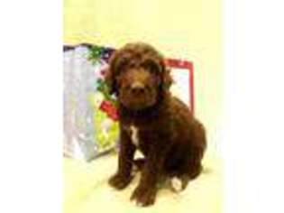 Goldendoodle Puppy for sale in Auburn, IN, USA