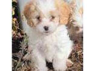 Bichon Frise Puppy for sale in Hiddenite, NC, USA