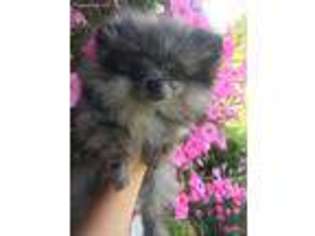 Pomeranian Puppy for sale in Avoca, MI, USA