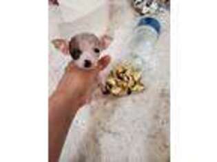 Chihuahua Puppy for sale in Bakersfield, CA, USA