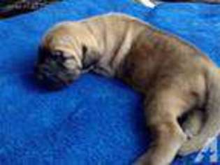 Great Dane Puppy for sale in WARREN, OH, USA