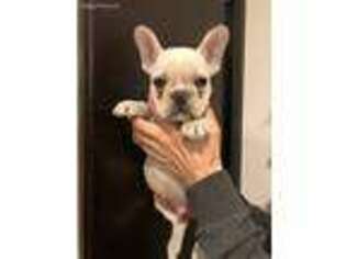 French Bulldog Puppy for sale in Bayside, NY, USA