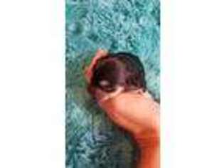 Mutt Puppy for sale in Bonner Springs, KS, USA