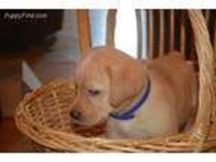 Labrador Retriever Puppy for sale in Fenelton, PA, USA