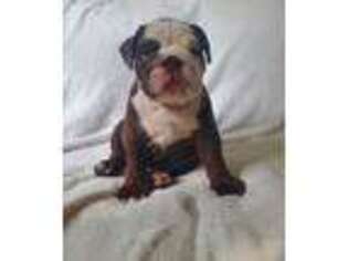 Bulldog Puppy for sale in Liberty Center, OH, USA