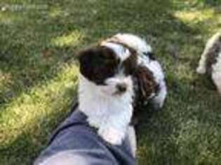 Havanese Puppy for sale in Boise, ID, USA