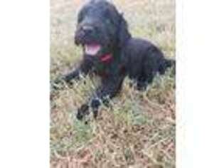 Goldendoodle Puppy for sale in Sinton, TX, USA