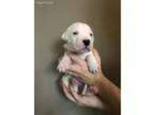 Dogo Argentino Puppy for sale in Waynesville, OH, USA
