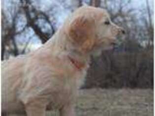 Golden Retriever Puppy for sale in Fairfield, MT, USA