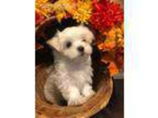 Maltese Puppy for sale in Wilcox, PA, USA