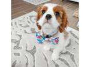 Cavalier King Charles Spaniel Puppy for sale in Jacksonville, FL, USA