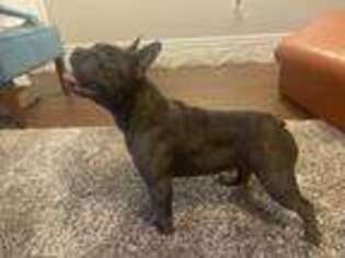 French Bulldog Puppy for sale in Creedmoor, NC, USA