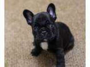 French Bulldog Puppy for sale in Hutchinson, KS, USA