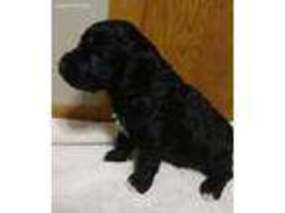Goldendoodle Puppy for sale in New Richmond, WI, USA