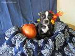 Boston Terrier Puppy for sale in Knoxville, IA, USA