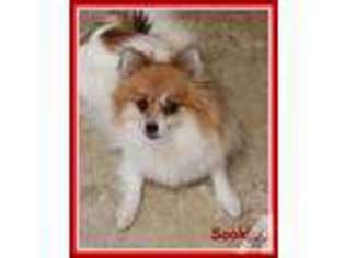 Pomeranian Puppy for sale in NAMPA, ID, USA