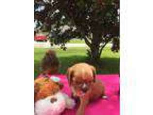 Cavalier King Charles Spaniel Puppy for sale in Palm Coast, FL, USA