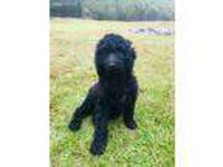 Labradoodle Puppy for sale in Rocky Point, NC, USA