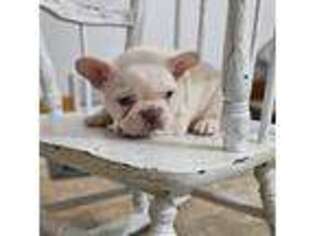 Brittany Puppy for sale in Bronson, MI, USA