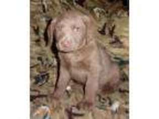 Chesapeake Bay Retriever Puppy for sale in Hinckley, MN, USA