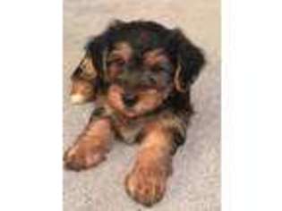Yorkshire Terrier Puppy for sale in Alexander City, AL, USA